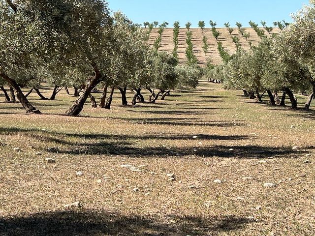 Finca rustica Las Gabias