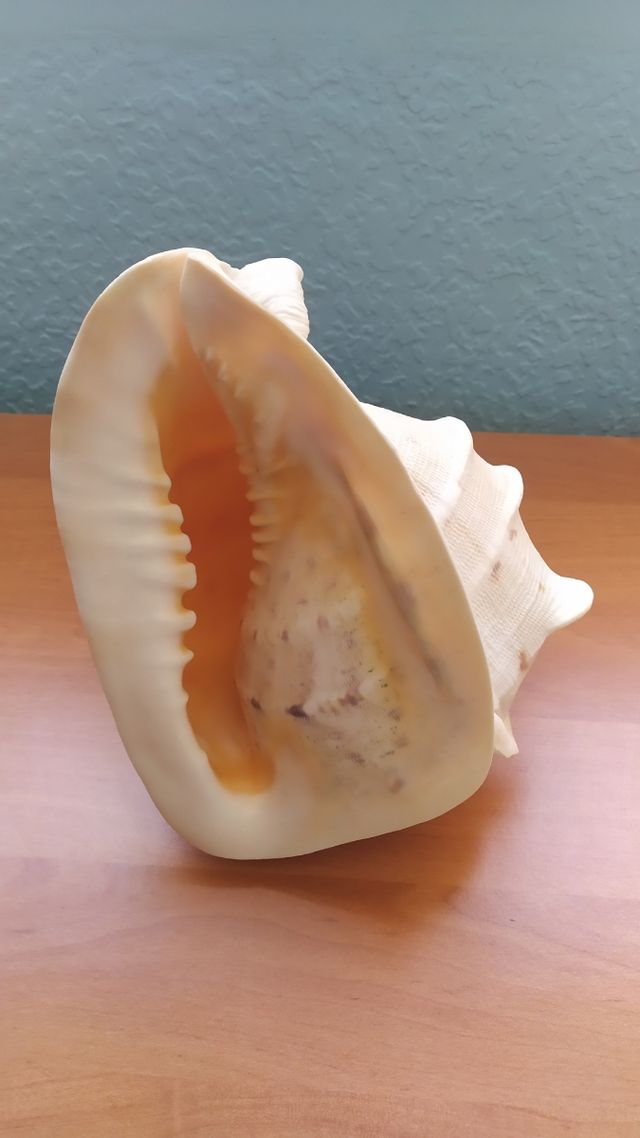 2 conchas diferentes