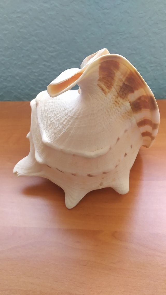 2 conchas diferentes