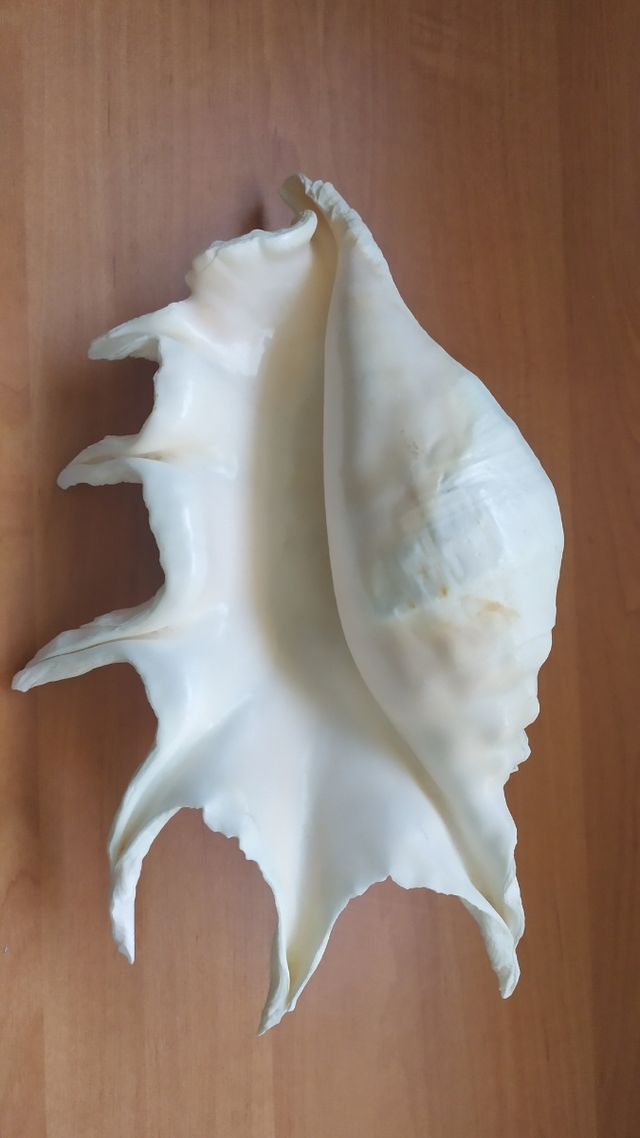 2 conchas diferentes