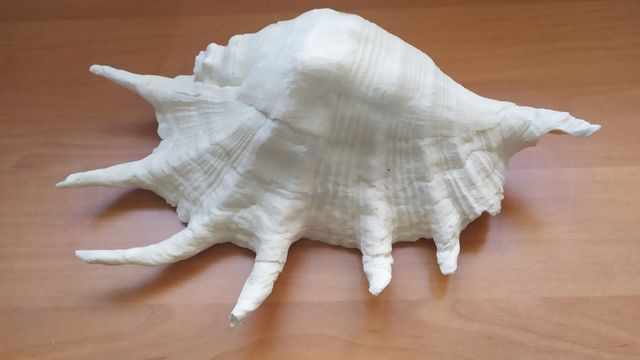 2 conchas diferentes