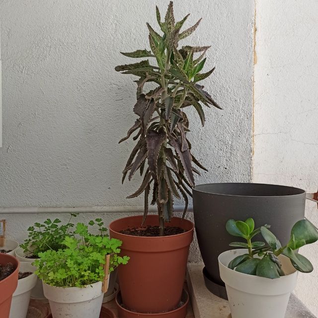 Kalanchoe daigremontiana de tronco