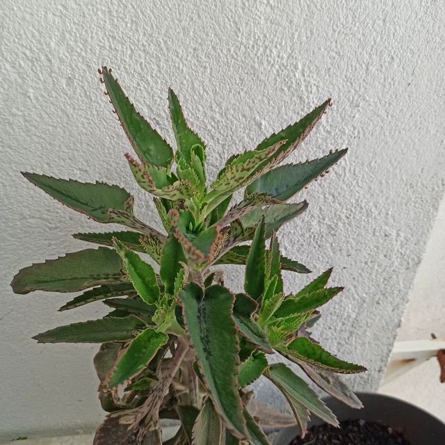 Kalanchoe daigremontiana de tronco