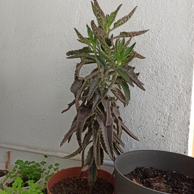 Kalanchoe daigremontiana de tronco