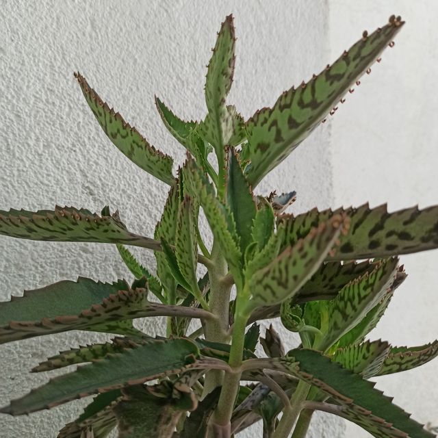 Kalanchoe daigremontiana de tronco