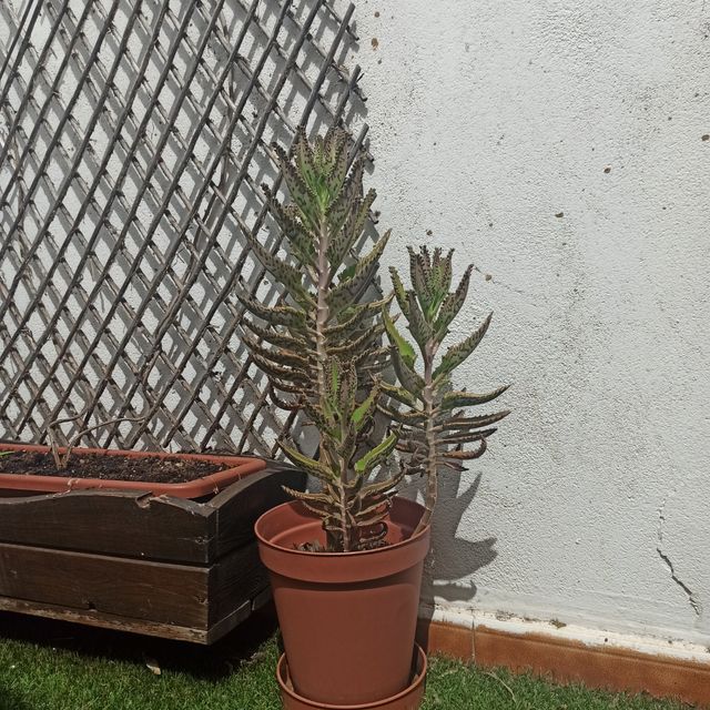 Kalanchoe daigremontiana de tronco