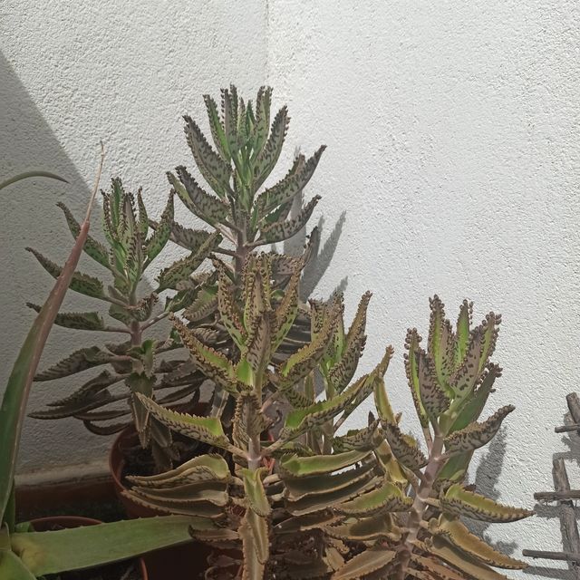 Kalanchoe daigremontiana de tronco