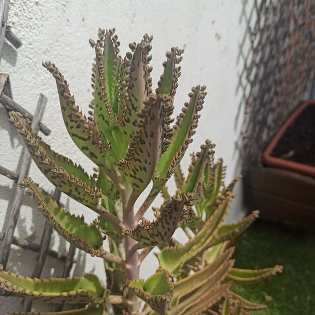 Kalanchoe daigremontiana de tronco