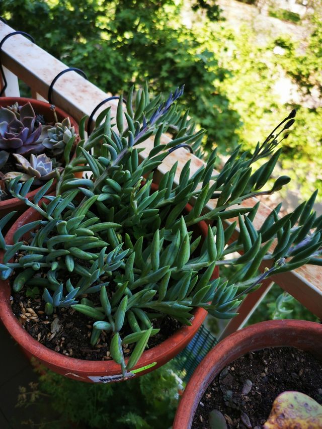 Planta para balcón o jardin.