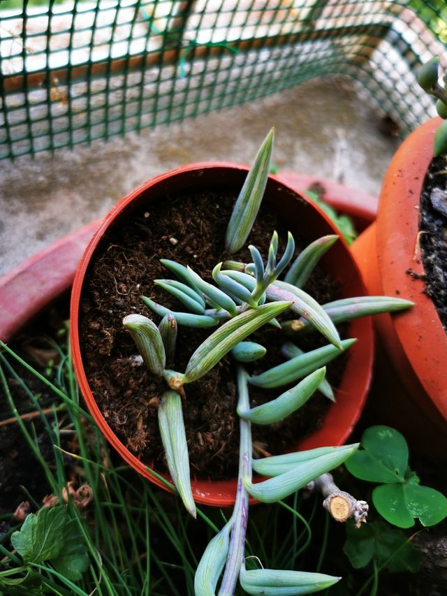 Planta para balcón o jardin.