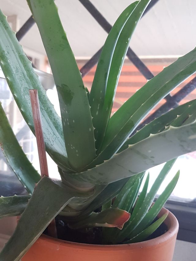 Aloe vera
