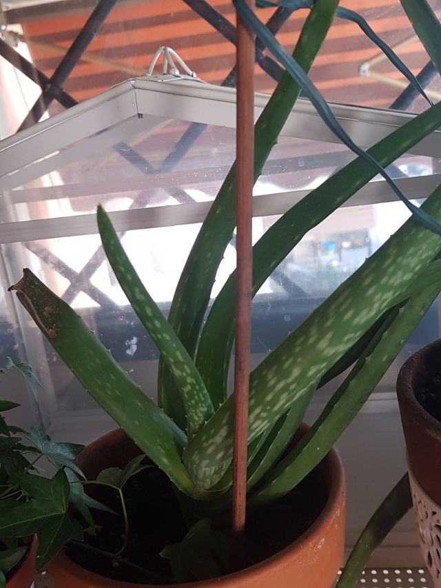 Aloe vera