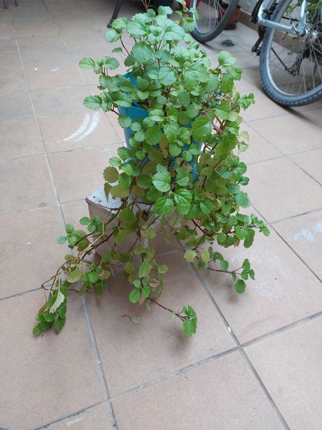 La planta del dinero