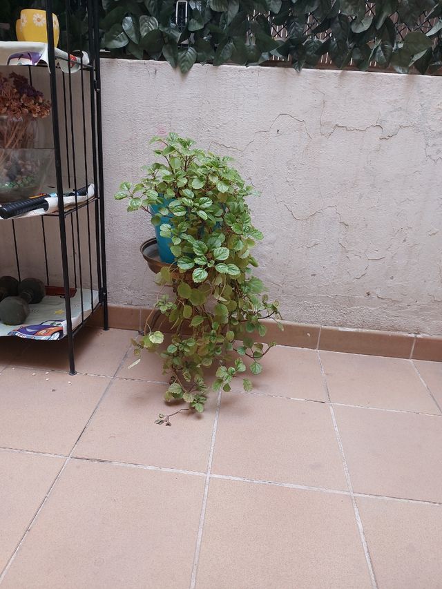 La planta del dinero