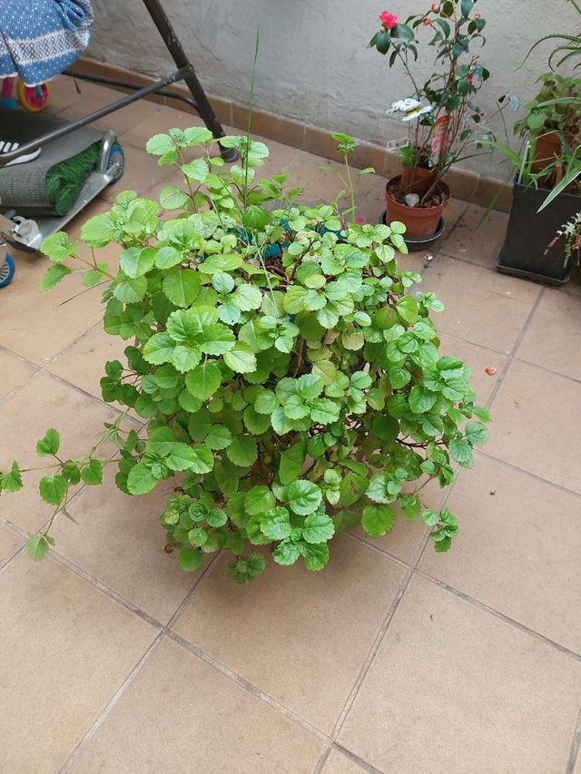 La planta del dinero