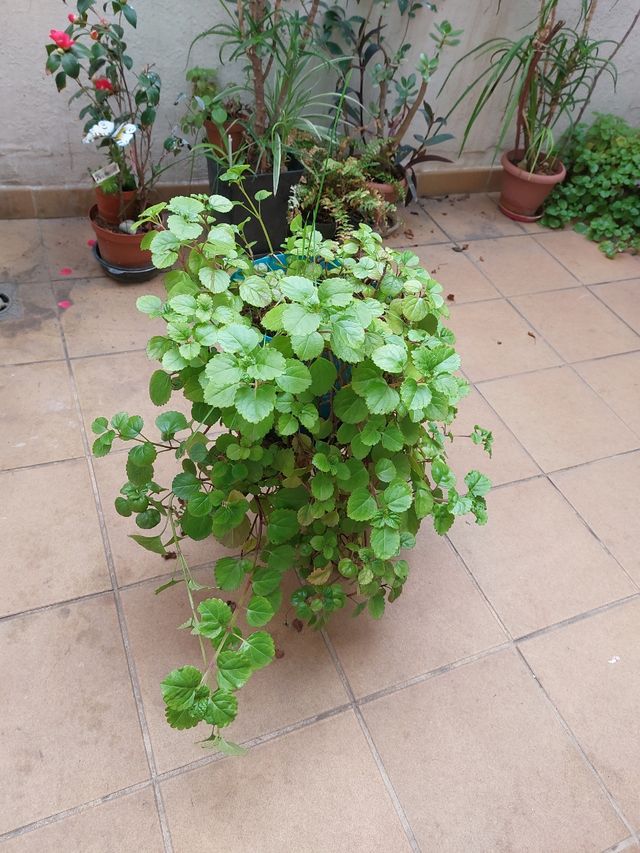 La planta del dinero