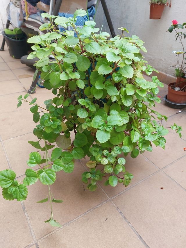 La planta del dinero