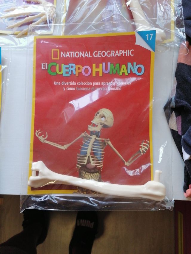 cuerpo humano