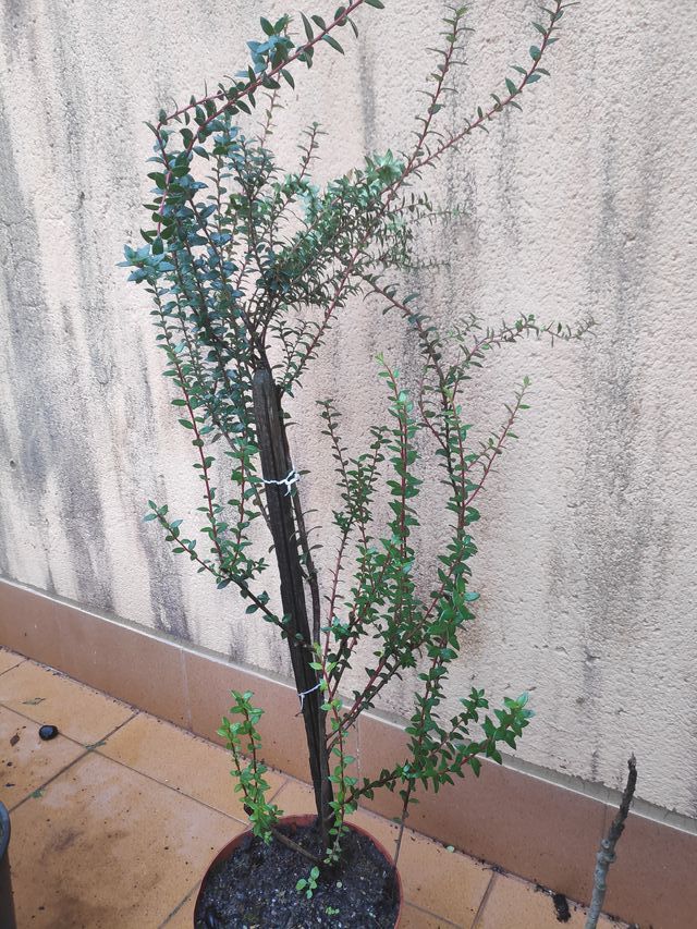 Se vende bonita planta decorativa