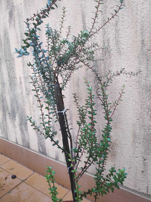 Se vende bonita planta decorativa