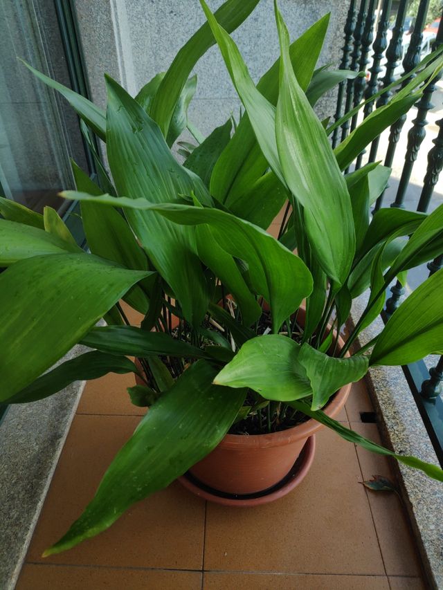 OFERTA!!! Aspidistra o pilistra