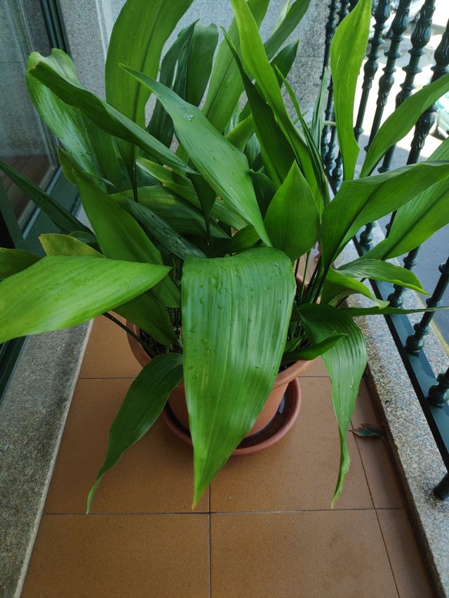 OFERTA!!! Aspidistra o pilistra