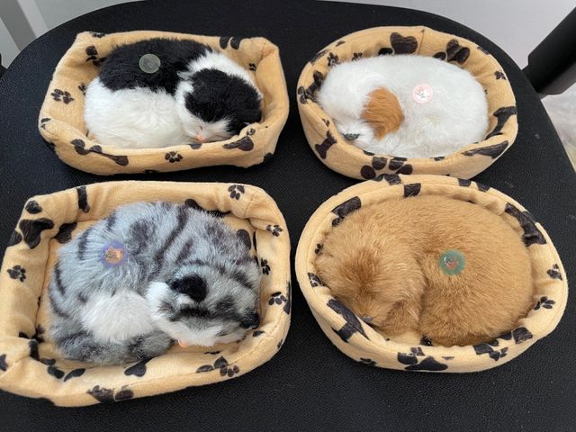 Preciosos gatos y perros