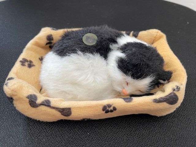 Preciosos gatos y perros