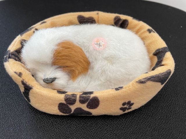 Preciosos gatos y perros