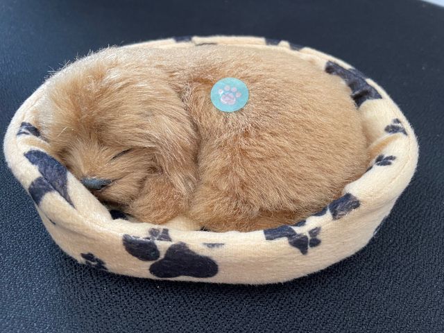 Preciosos gatos y perros