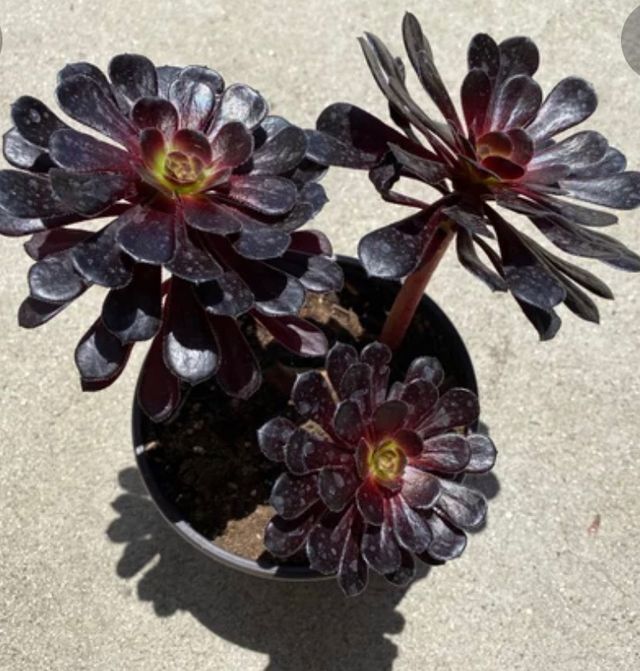 Suculenta o Crasses: Esqueje Aeonium Negro