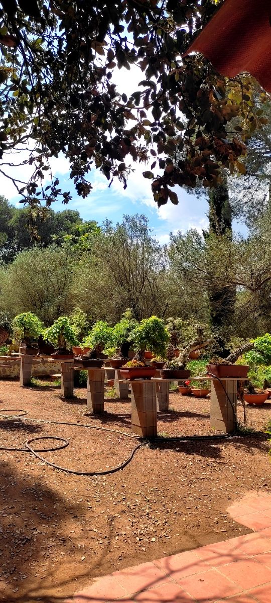 venta de bonsais / bonsai