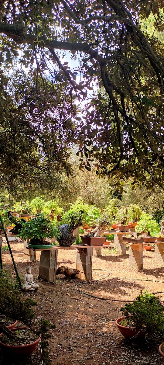 venta de bonsais / bonsai