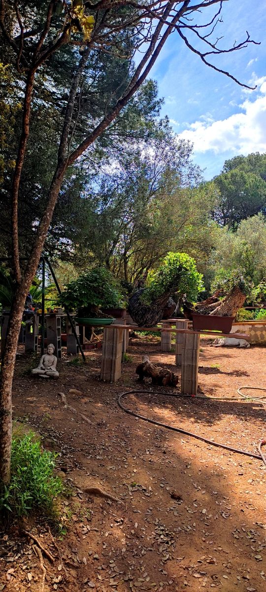 venta de bonsais / bonsai