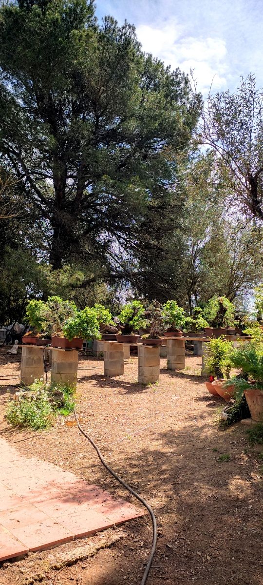 venta de bonsais / bonsai