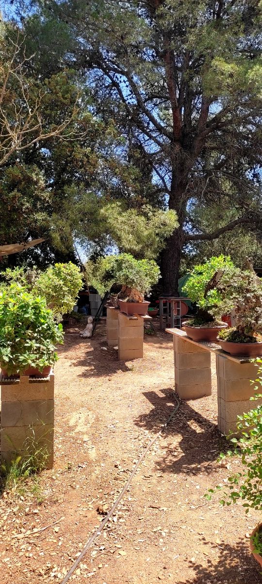 venta de bonsais / bonsai