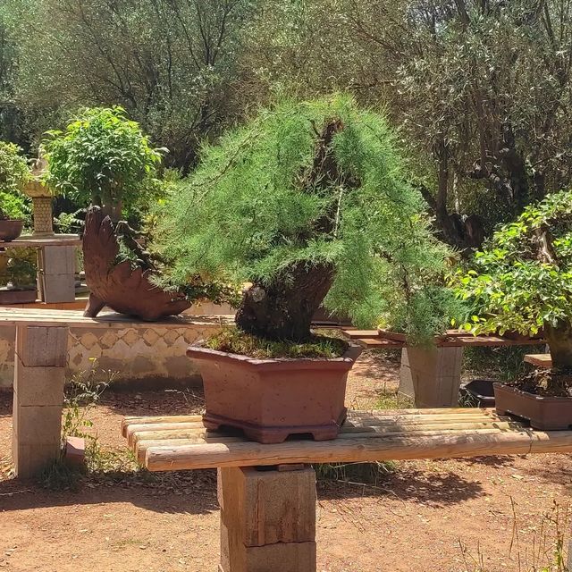venta de bonsais / bonsai