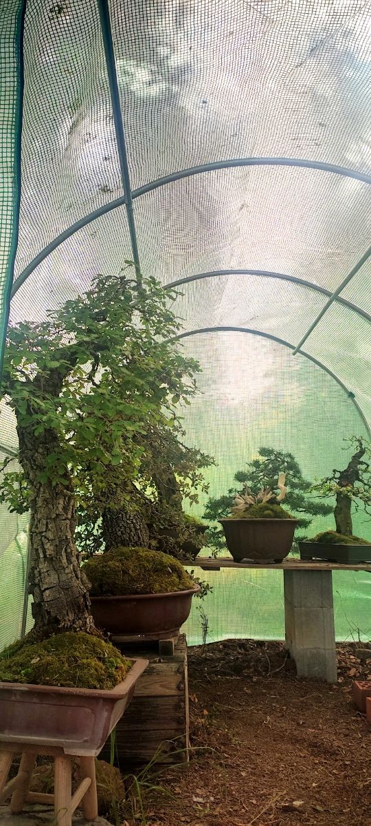 venta de bonsais / bonsai