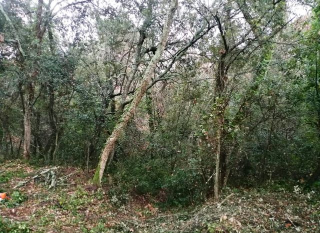 Servicios forestales y jardineria