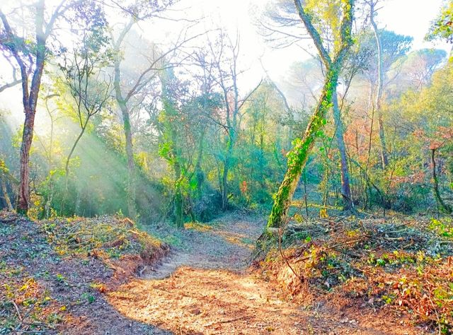 Servicios forestales y jardineria