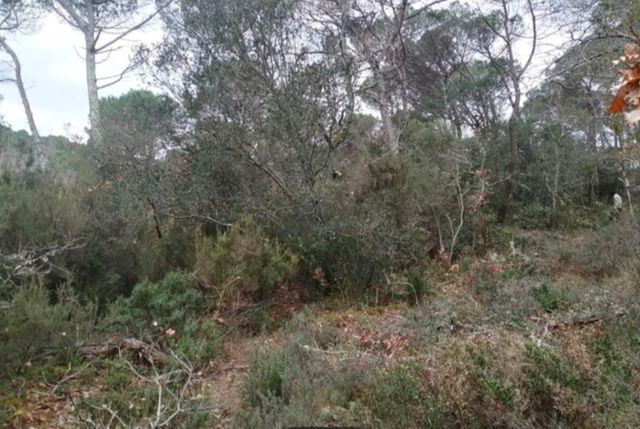 Servicios forestales y jardineria