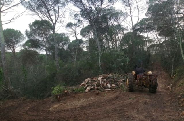 Servicios forestales y jardineria