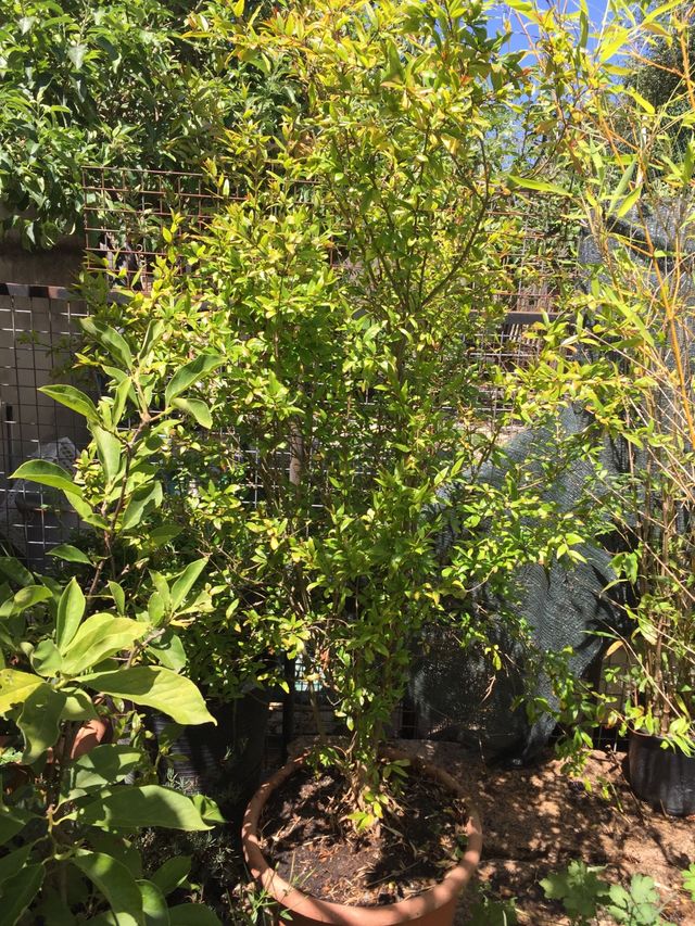 Granado planta árbol.