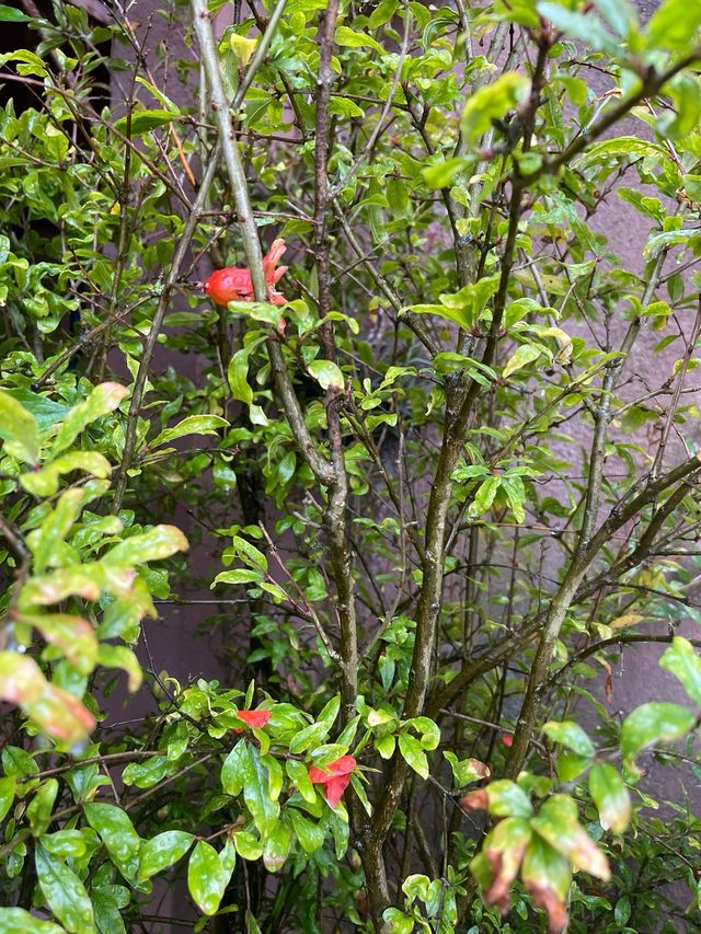 Granado planta árbol.