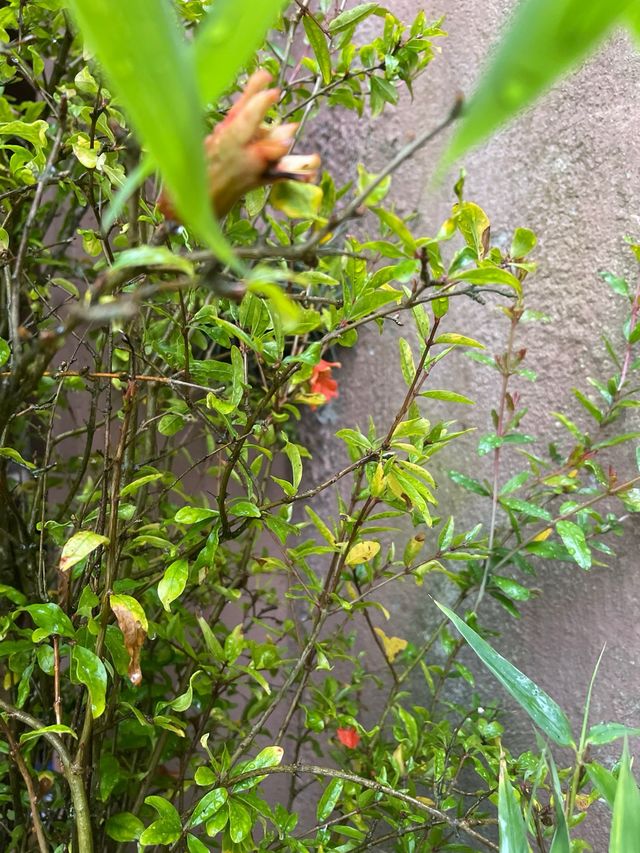 Granado planta árbol.