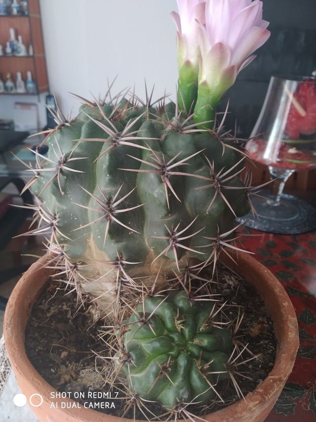 Cordón con colgante