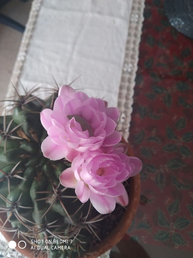 Cordón con colgante