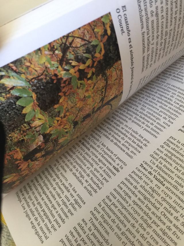 Excursiones con tu mejor amigo tu perro