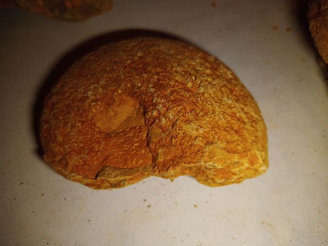 lote X4 amonites diferentes especies 5-6cm fósiles