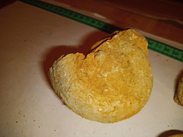 lote x8 amonites diferentes especies 4-7 CMS fósil